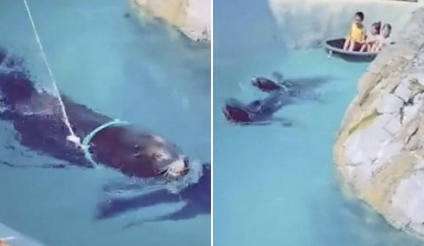 Graban a foca siendo forzada a remolcar niños en un bote con una cuerda atada a su cuello