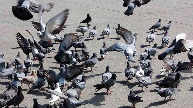 Multan a joven por alimentar palomas con una salchicha vegana