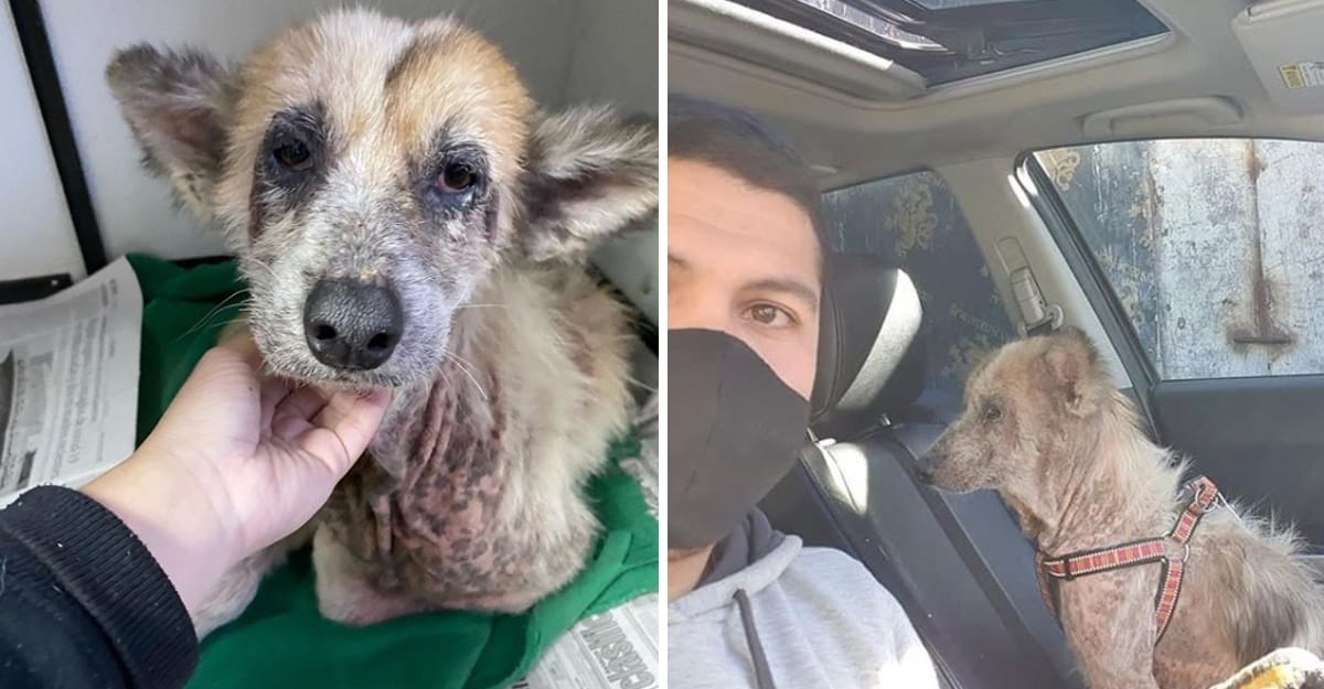 Rescatan a perrita en precario estado en Lota: Ahora se recupera llena de amor y atenciones