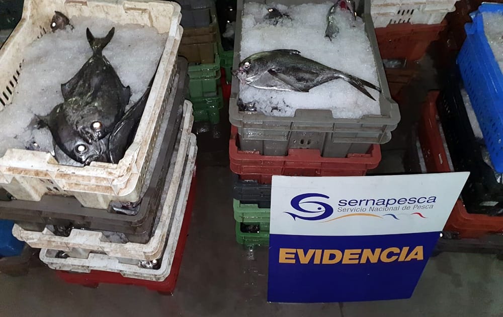 Incautan casi dos mil kilos de reineta de contrabando en Concepción