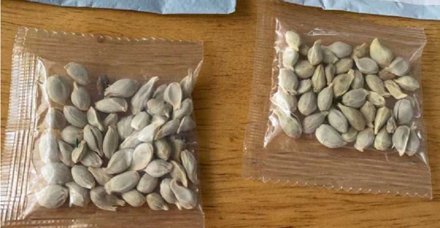 Misteriosas semillas chinas enviadas por encomienda ya habrían llegado a Chile