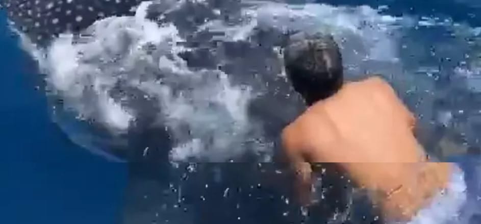 Hombre saltó sobre la espalda de un tiburón ballena y navegó sosteniendo su aleta