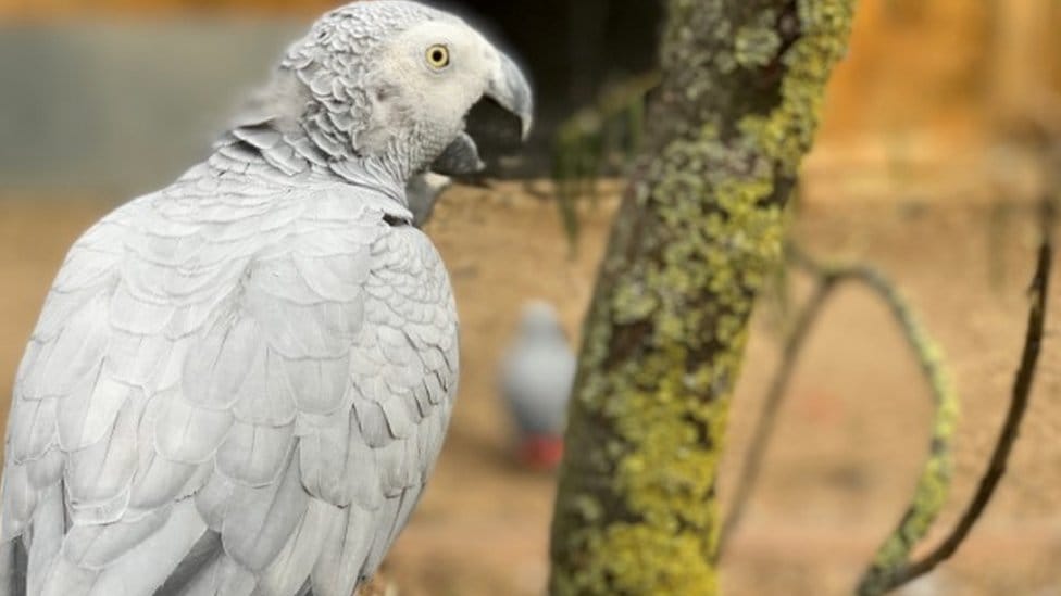 Insólito: Cinco loros aprendieron a garabatear y mandar a la gente a buena parte en el zoológico