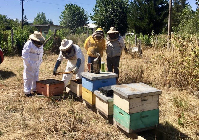 Miel de pequeños productores de Santa Bárbara llega a los Emiratos Árabes