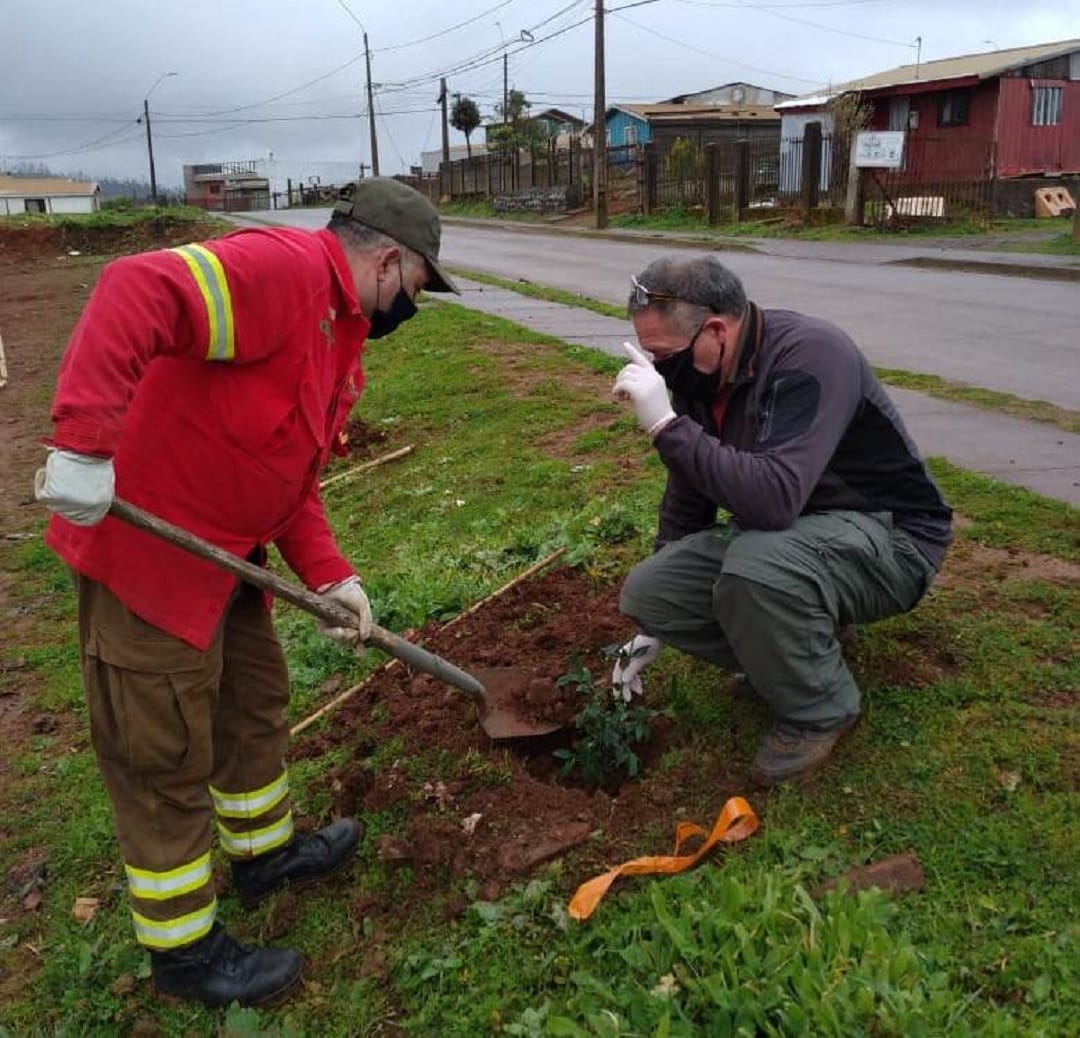 Plantan más de 100 árboles nativos: Conaf desarrolla programa de arborización en Tomé