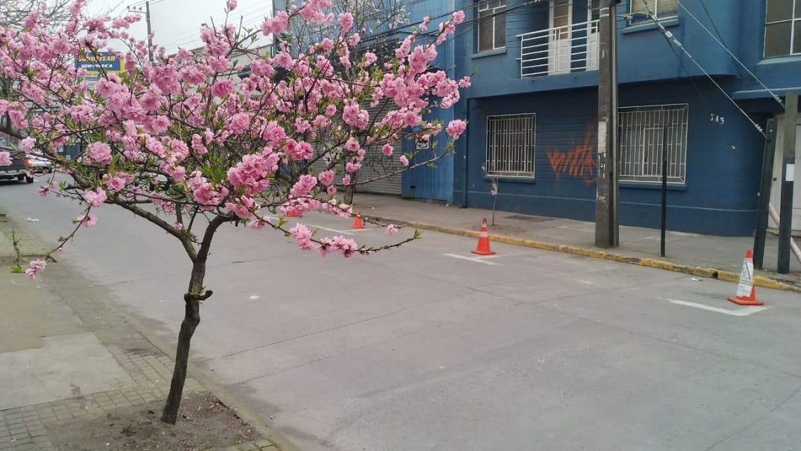 La “dictadura” de los estacionamientos en Concepción: Con tarros y conos reservan cupos de libre uso