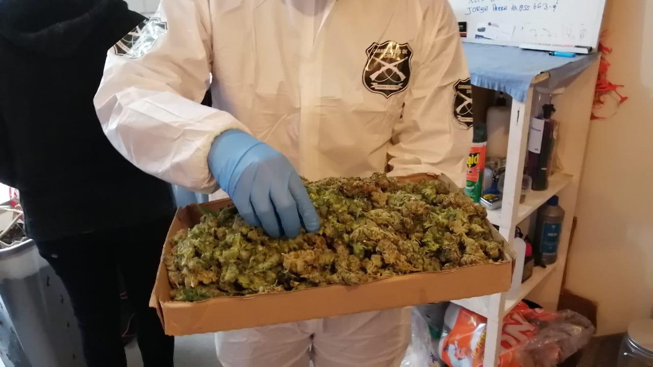Aumentó decomiso de marihuana durante agosto en la Provincia de Concepción