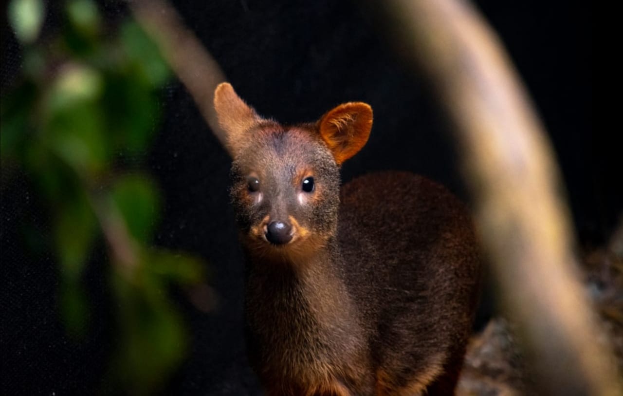 Liberan a pudú tras ser rescatado del ataque de perros en Santa Bárbara