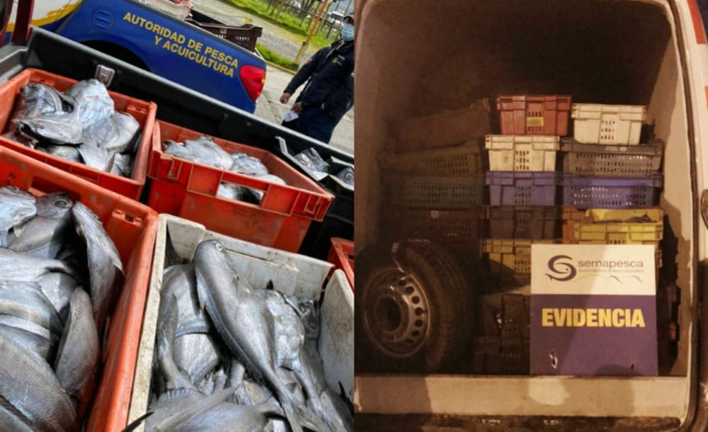Controles de Sernapesca en el Biobío dejan 5 toneladas de recursos ilegales incautados