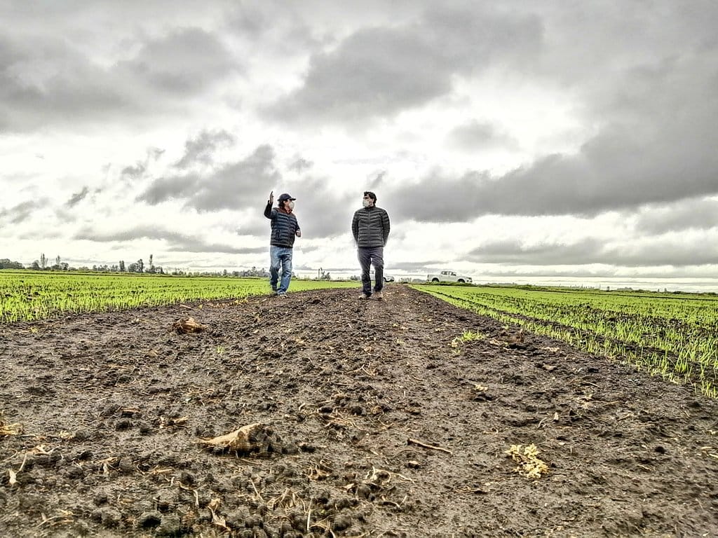 Destacan normal desarrollo de semilleros de trigo en el Biobío ante la pandemia