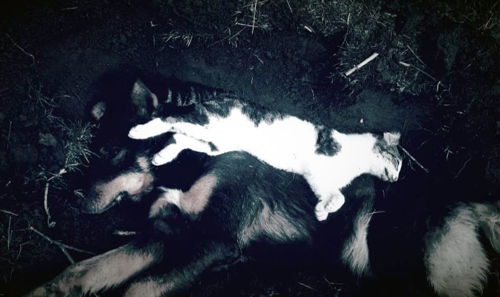 Diputado ofició a la Bidema de la PDI para esclarecer causa de masiva muerte de animales en Santa Juana