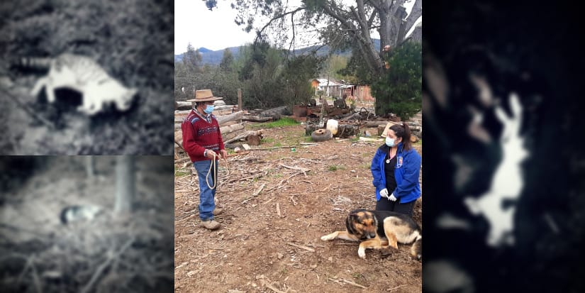 Temor en Santa Juana por misteriosa muerte de animales: hallan más gatos, perros y gallinas sin vida