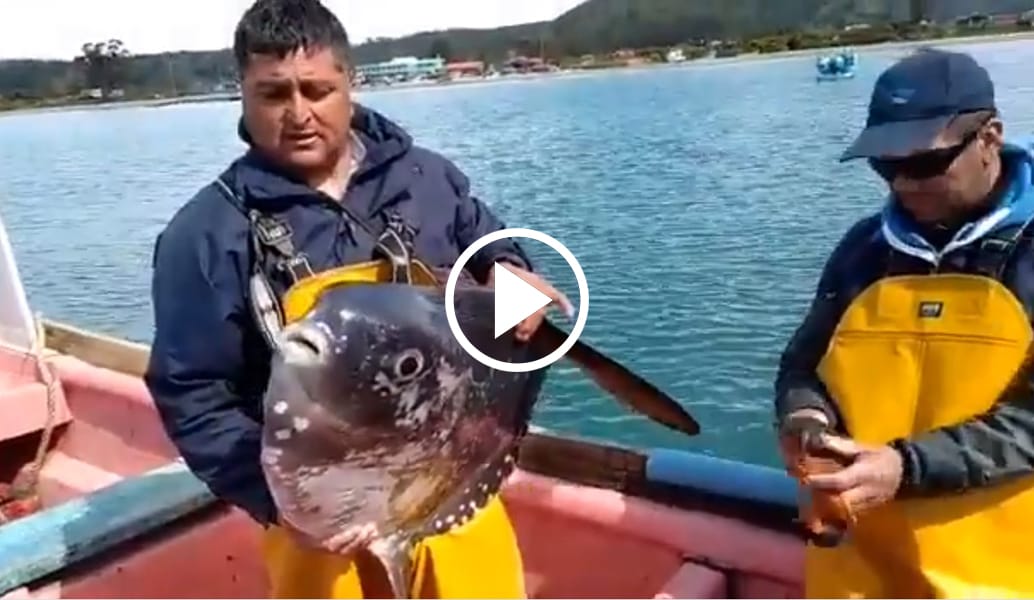 Chungungo aplaudió actitud de pescadores del Biobío: devolvieron pez luna al mar