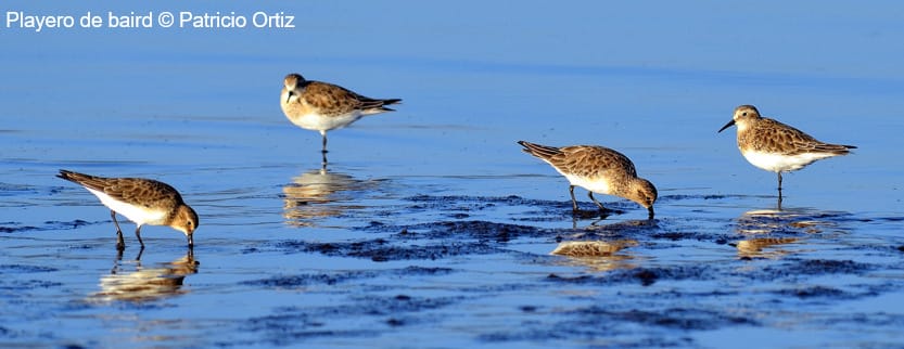 Seremi del Medio Ambiente trabaja por la conservación de humedales costeros y su biodiversidad