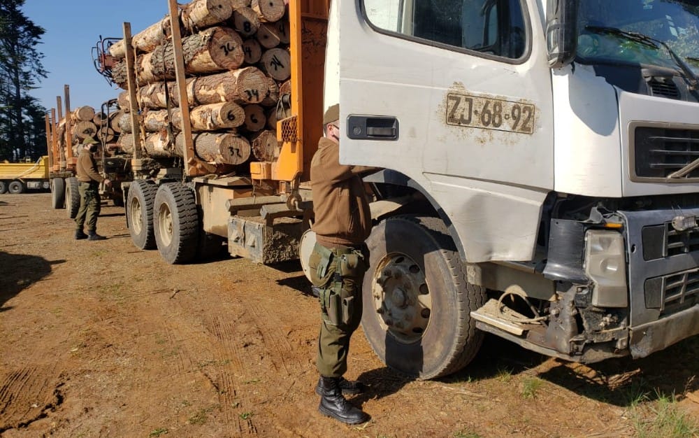 Seis sujetos fueron detenidos por robo de madera en La Araucanía