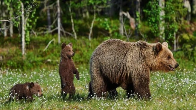 Cazador murió tras ser atacado por un oso pardo al interior del parque nacional más grande de EE.UU.