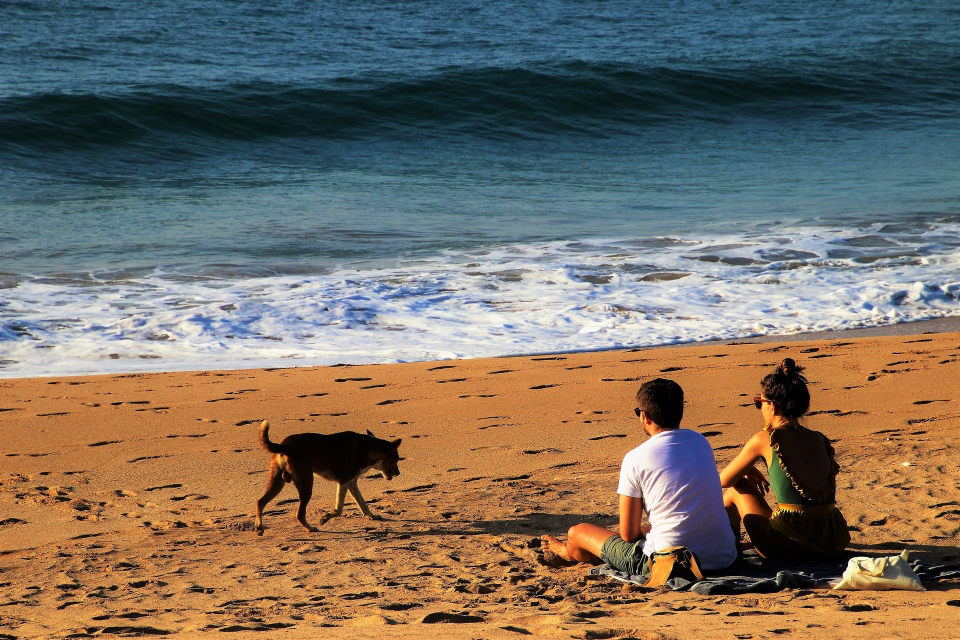 Carabineros detuvo a sujeto que apuñaló a un perro callejero en la playa