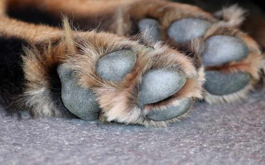Perro atacó a niña de 9 años, a su madre y a enfermero del Samu: Padre mató al can con disparos