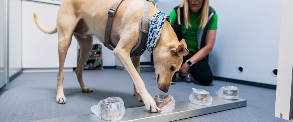 “Cerca del 100% de precisión”: Aeropuerto utiliza perros rastreadores para detectar el Covid-19