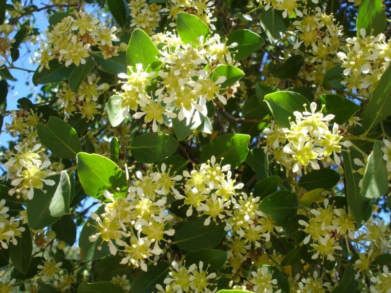 Descubren que árbol chileno podría ser clave para creación de vacunas contra el Covid-19