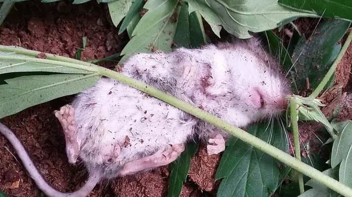 Ratón fue encontrado ‘desmayado’ después de masticar hojas de marihuana