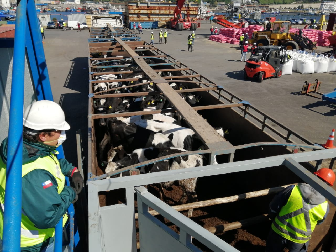 Concretan inédito embarque de más de 4.200 vacas desde Talcahuano con rumbo a China