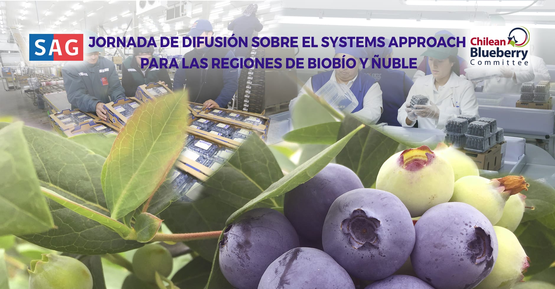 Más de 230 productores de arándanos participaron en jornada sobre Systems Approach en Biobío