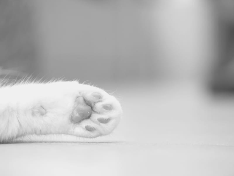 Municipalidad de Talcahuano presentó querella tras cruel matanza de 12 gatos en Las Higueras