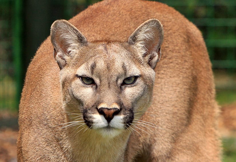 Impacto en Corral: Mujer de 28 años murió tras ataque de puma
