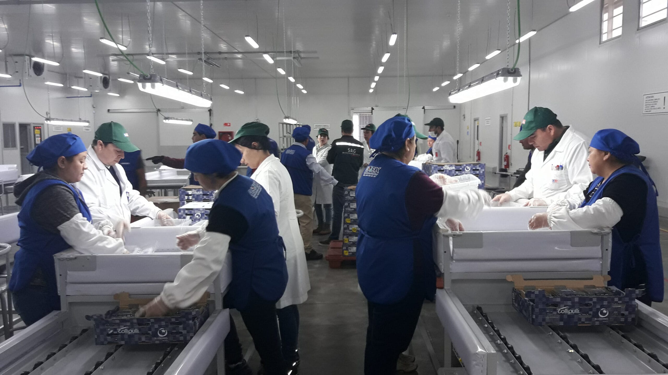 Minagri anunció que Estados Unidos aprobó systems approach para arándanos de Biobío