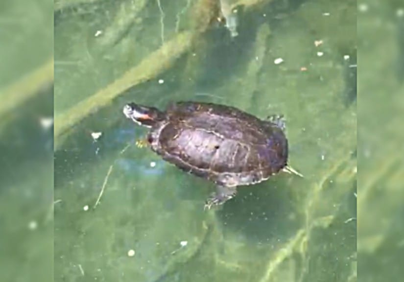 Captan a tortuga de gran tamaño nadando en la Laguna Grande de San Pedro de la Paz