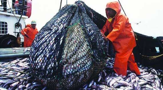 En riesgo por pesca ilegal: Llaman a preocuparse por sobreexplotación de la merluza todo el año y no sólo en época de veda