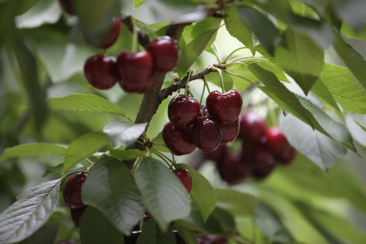 Acuerdo permitirá que cerezas chilenas sean exportadas al mercado de Vietnam