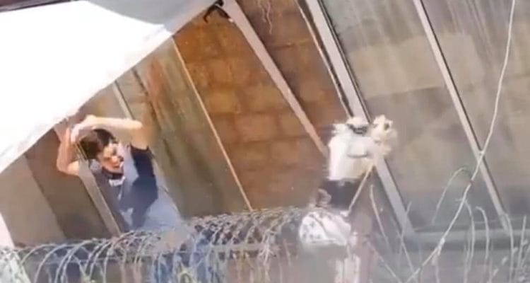 Gracias a Ley Cholito: Condenan a hombre que maltrataba a sus perros y nunca más podrá tener mascotas