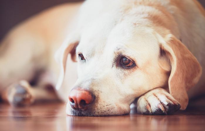 Experto aseguró que los perros no sienten amor por sus dueños