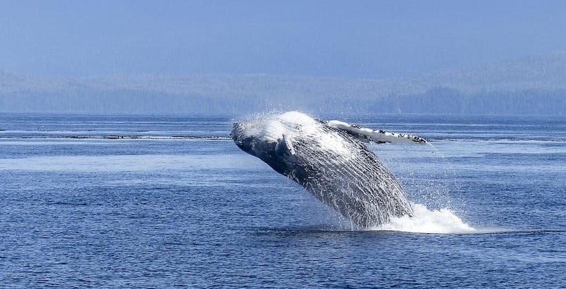 Reportan avistamiento de ballenas jorobadas frente a las costas del Biobío