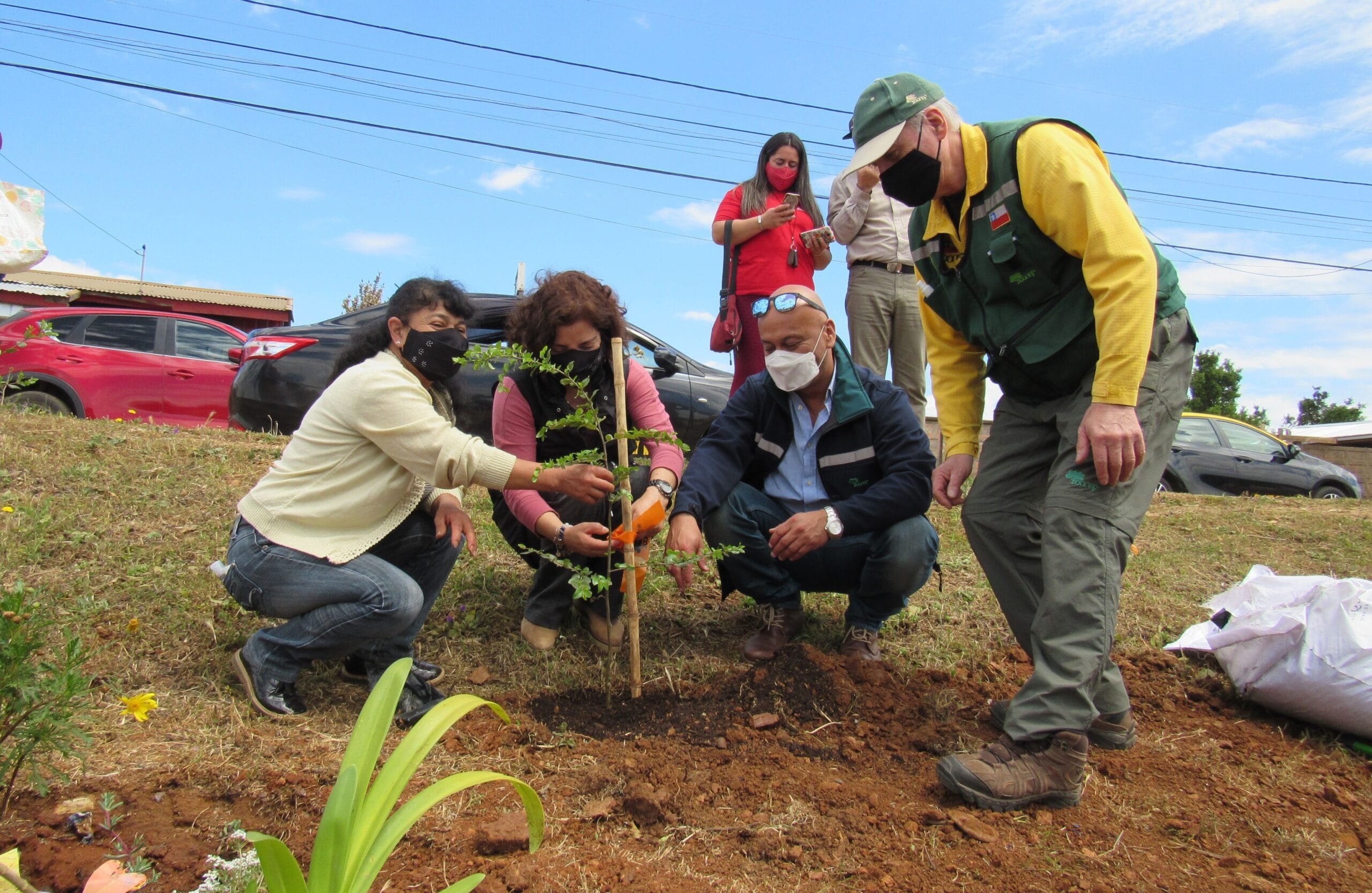Plantan más de 260 árboles nativos para dar vida a nueva plaza El Santo en Tomé