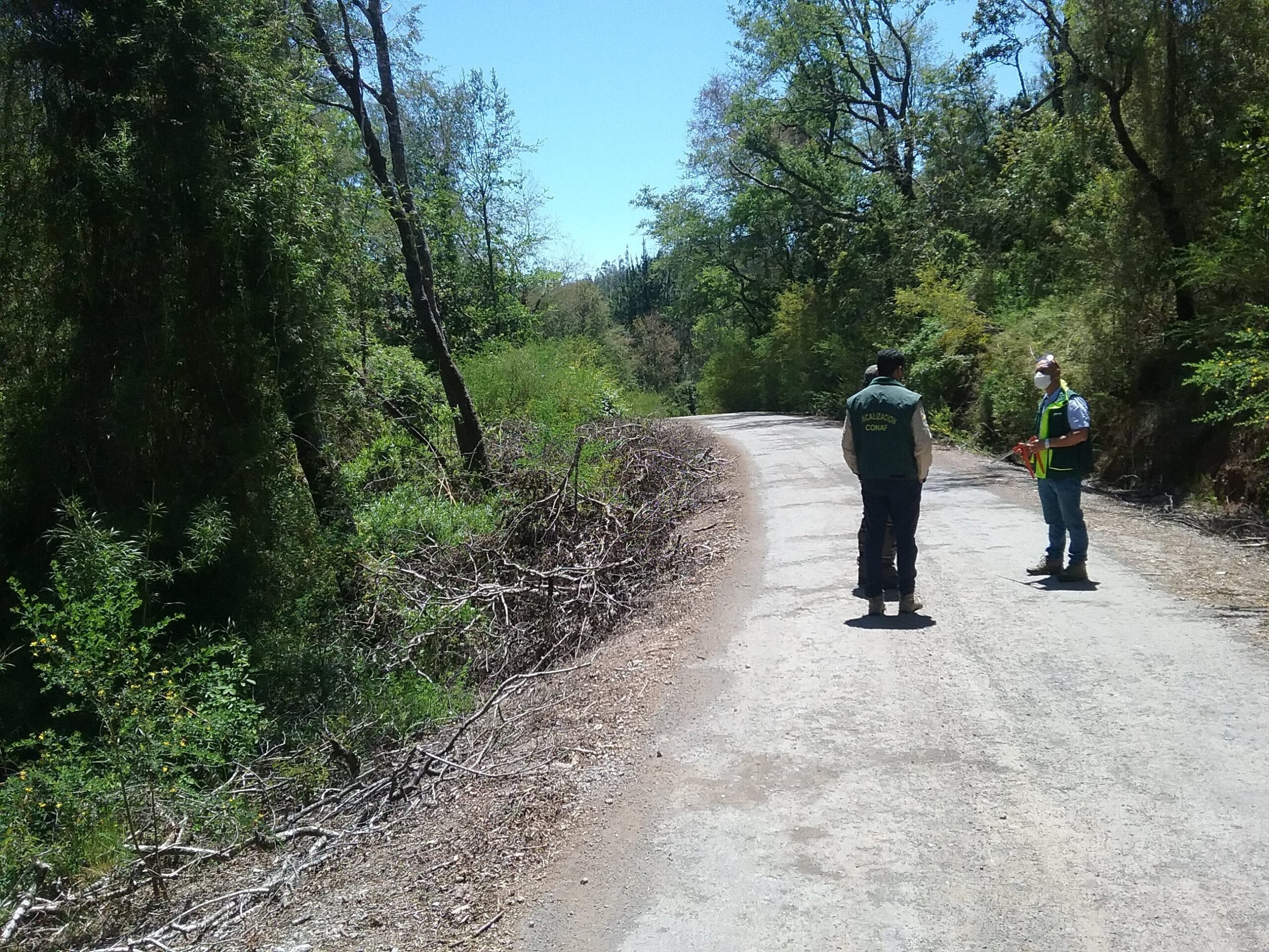 Conaf ha presentado 7 querellas por robo de madera en Reserva Nonguén