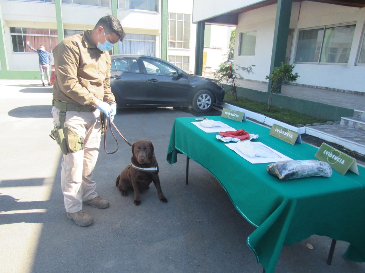 Can de Carabineros detectó 20 mil dosis de droga en bus con destino a Lota