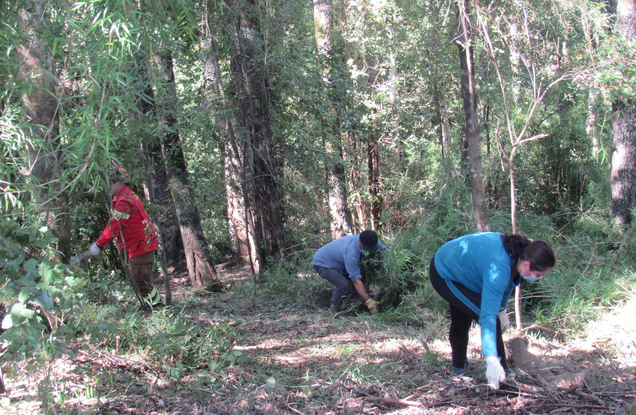 Vecinos de Concepción participaron en operativo de limpieza para evitar incendios forestales