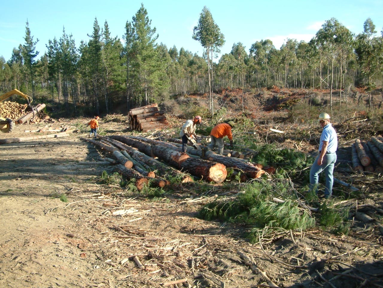 Llaman a pymes forestales del Biobío a contratar seguro con subsidio estatal