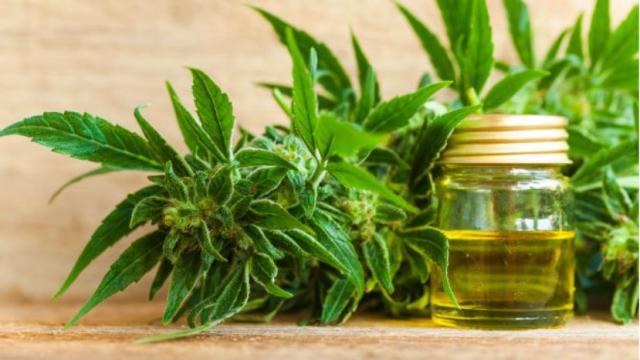 Argentina legalizó el autocultivo de cannabis para uso medicinal y el expendio de aceites en farmacias