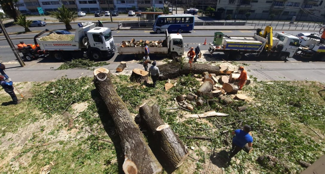 Vecinos reclaman por corte de árboles en Remodelación Paicaví: Municipio explica que presentaban pudrición