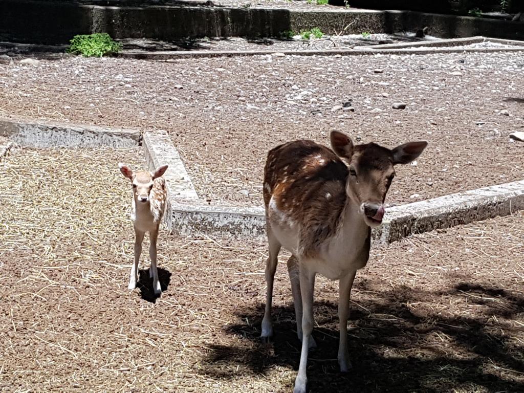Iguales a Bambi: Nacen cuatro ciervos en el Parque Alessandri de Coronel