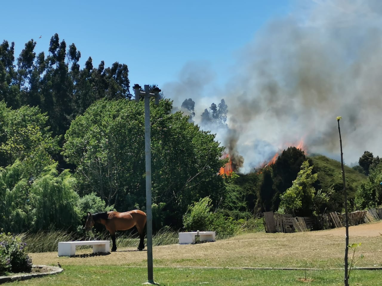 Dan por controlado incendio forestal en cerro Macera de Talcahuano