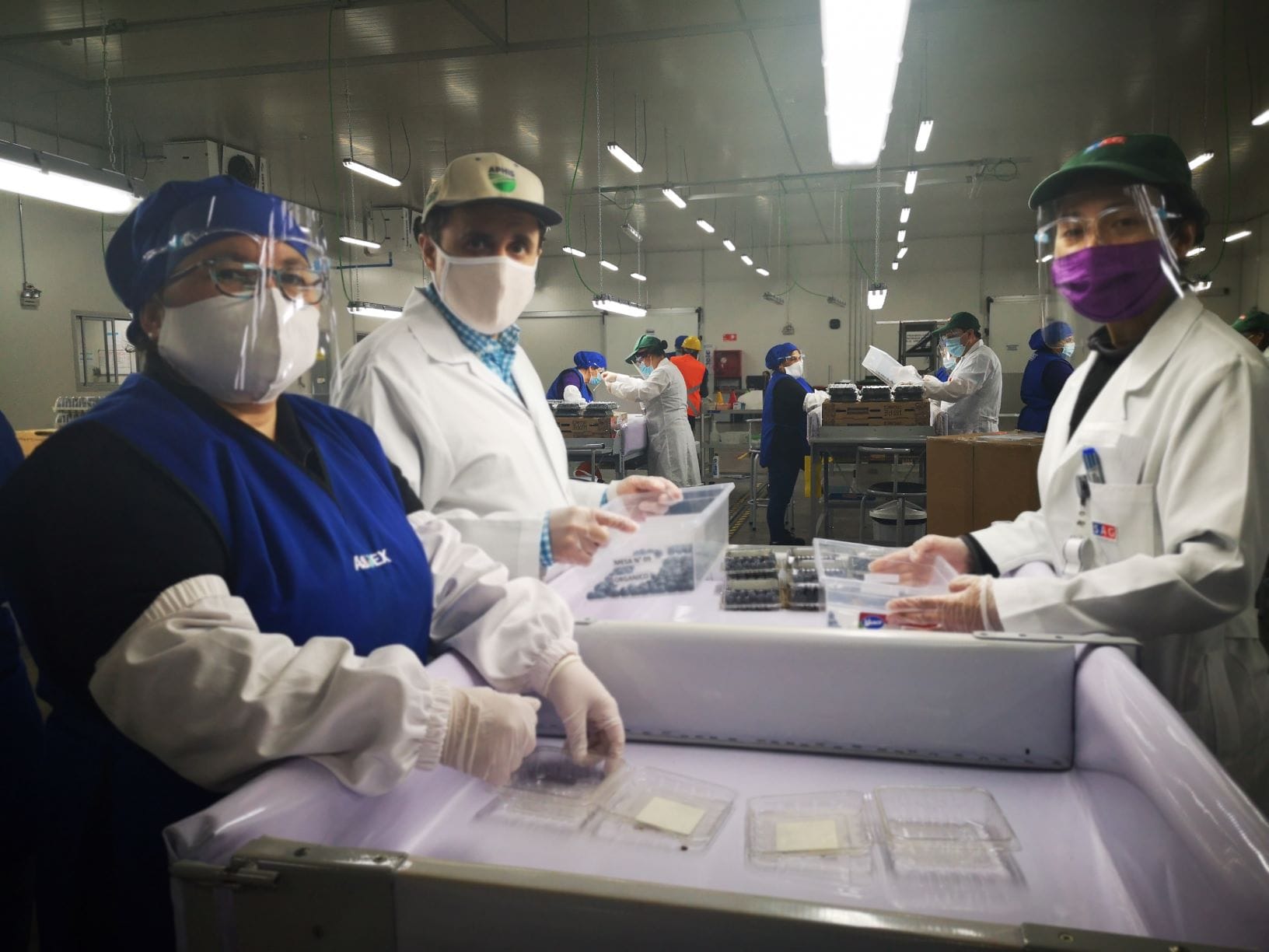 Partió la temporada de inspección de frutas en sitio del SAG en Cabrero