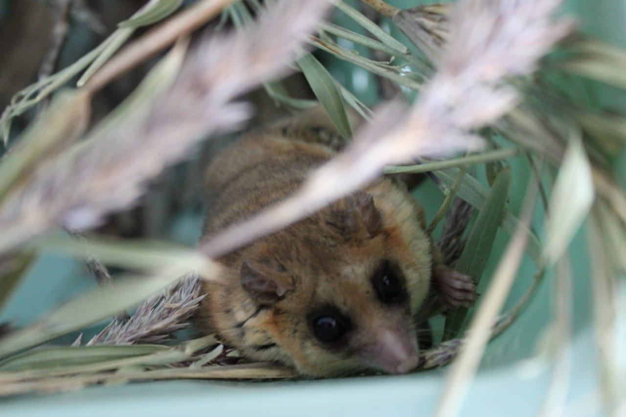 SAG liberó con éxito a 10 monitos del monte en bosque nativo