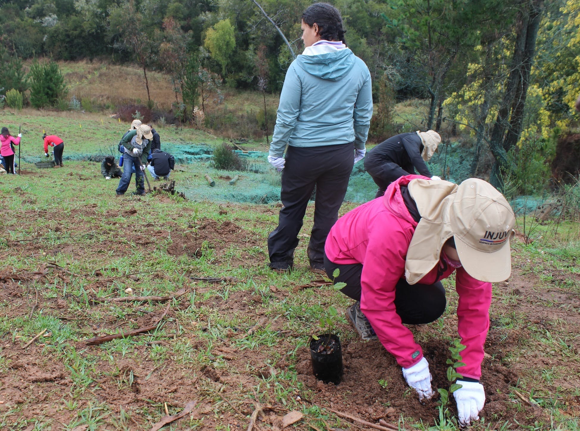 200 propietarios realizan labores de recuperación de bosques quemados en el Biobío