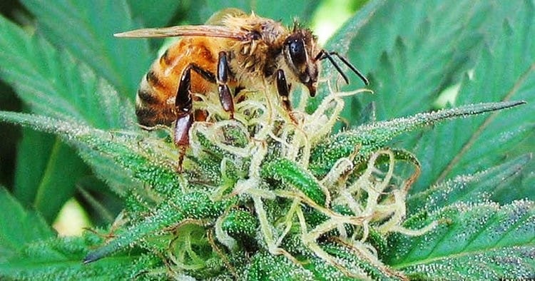Científicos declararon a las abejas como el ser vivo más importante del planeta
