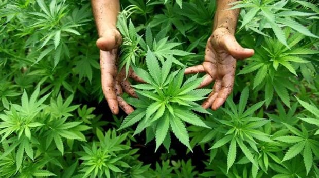 La ONU reconoció oficialmente las propiedades medicinales del cannabis